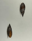Thomas Martyn 1784 Original Beaded Mitre Shell Print Plate 21 - Found at Friendly Isles - Hand-Colored Tipped-In Engraving