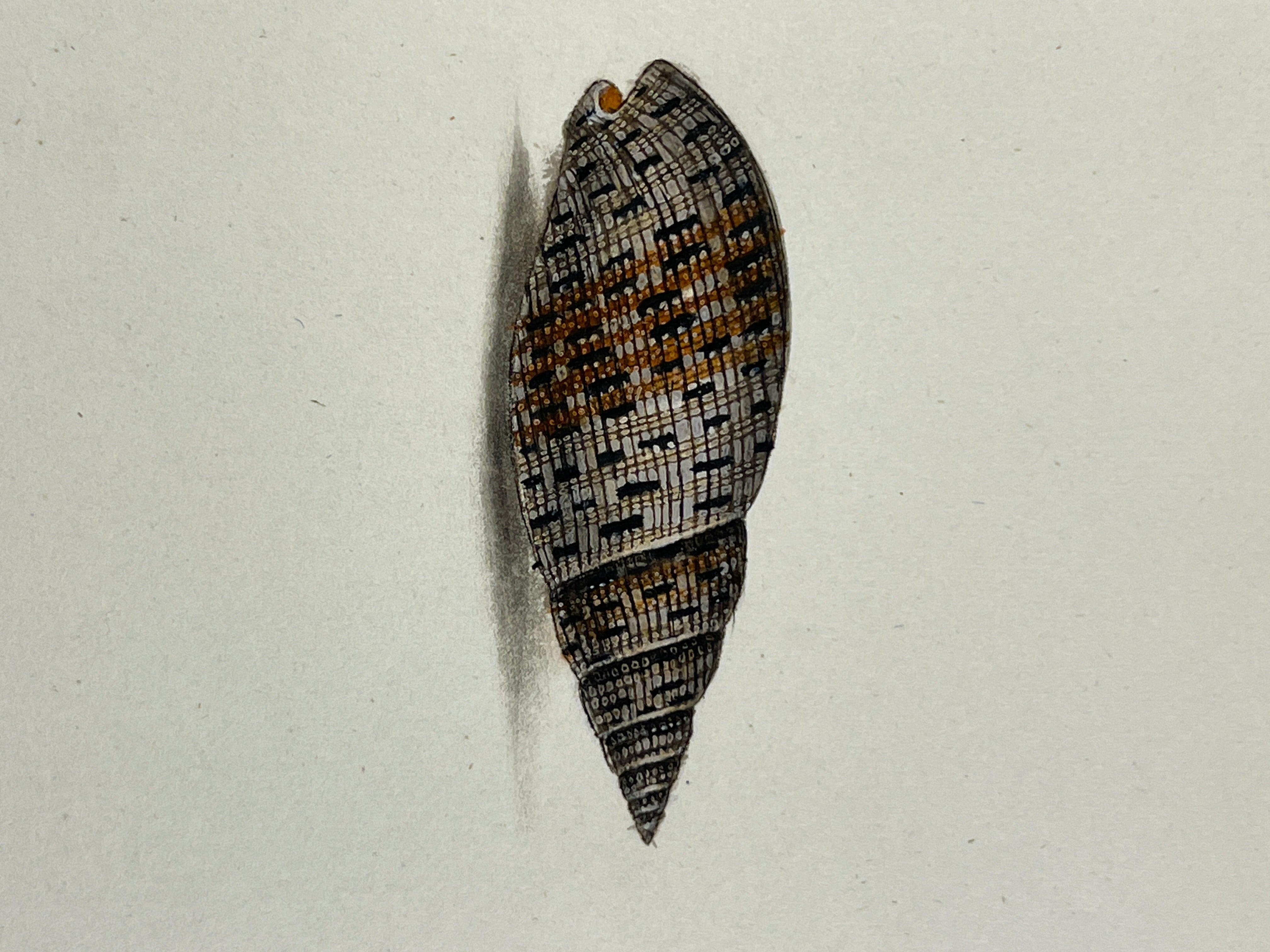 Thomas Martyn 1784 Original Beaded Mitre Shell Print Plate 21 - Found at Friendly Isles - Hand-Colored Tipped-In Engraving