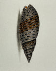 Thomas Martyn 1784 Original Beaded Mitre Shell Print Plate 21 - Found at Friendly Isles - Hand-Colored Tipped-In Engraving