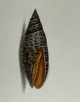 Thomas Martyn 1784 Original Beaded Mitre Shell Print Plate 21 - Found at Friendly Isles - Hand-Colored Tipped-In Engraving