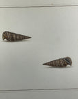 Thomas Martyn 1784 Original Crinkled Club Shell Print Plate 12 - Found at Friendly Isles - Hand-Colored Tipped-In Engraving