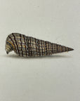 Thomas Martyn 1784 Original Crinkled Club Shell Print Plate 12 - Found at Friendly Isles - Hand-Colored Tipped-In Engraving