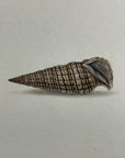 Thomas Martyn 1784 Original Crinkled Club Shell Print Plate 12 - Found at Friendly Isles - Hand-Colored Tipped-In Engraving