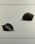 Thomas Martyn 1784 Original Scoop Buccin Shell Print Plate 9 - Found at New Zealand - Hand-Colored Tipped-In Engraving