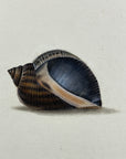 Thomas Martyn 1784 Original Scoop Buccin Shell Print Plate 9 - Found at New Zealand - Hand-Colored Tipped-In Engraving