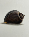 Thomas Martyn 1784 Original Scoop Buccin Shell Print Plate 9 - Found at New Zealand - Hand-Colored Tipped-In Engraving