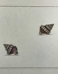 Thomas Martyn 1784 Original Thorn Buccin Shell Print Plate 4 - Found at Friendly Isles - Hand-Colored Tipped-In Engraving
