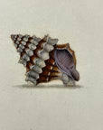 Thomas Martyn 1784 Original Thorn Buccin Shell Print Plate 4 - Found at Friendly Isles - Hand-Colored Tipped-In Engraving