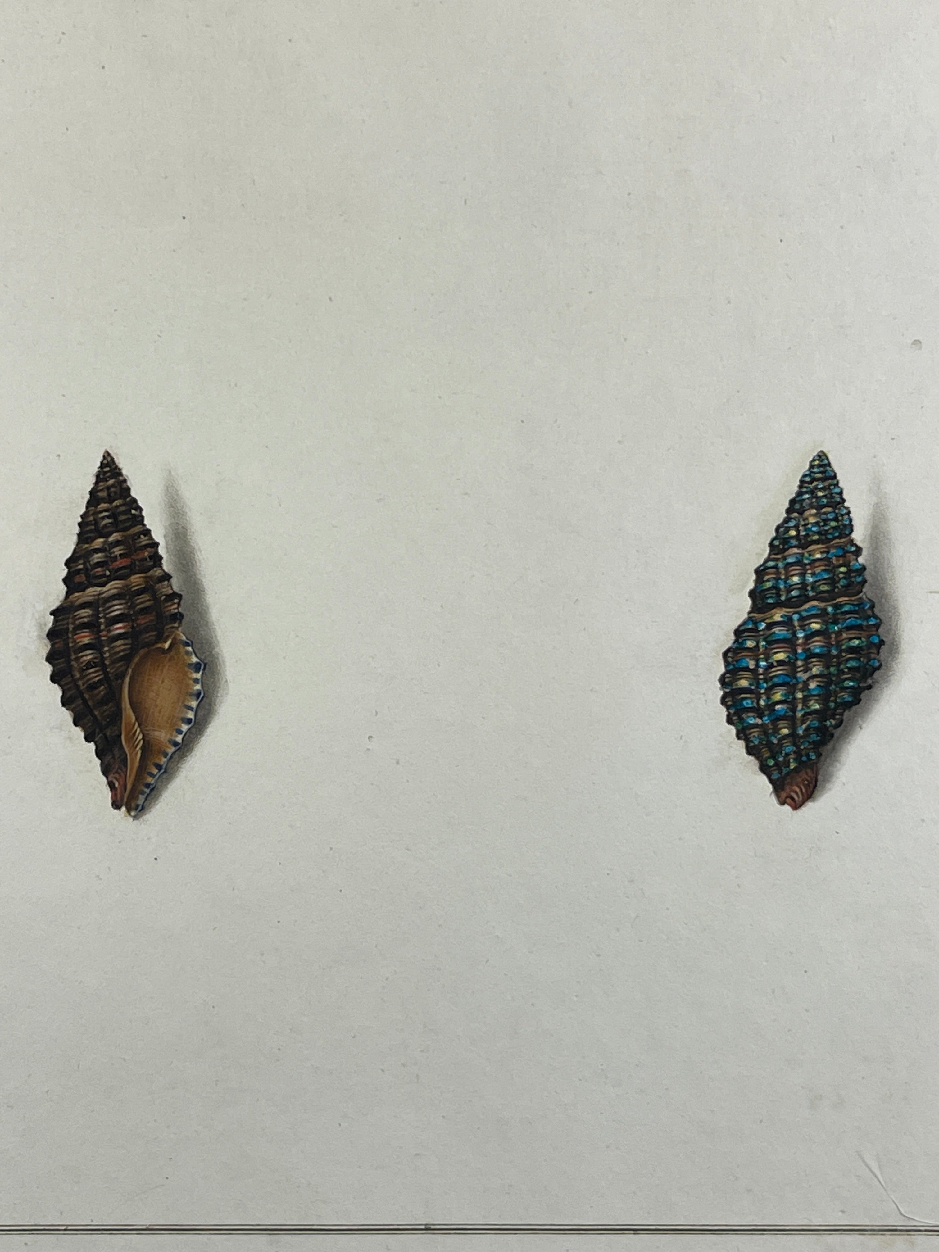 Thomas Martyn 1784 Original Prismatic Buccin Shell Print II - Found at Friendly Isles - Hand-Colored Tipped-In Engraving