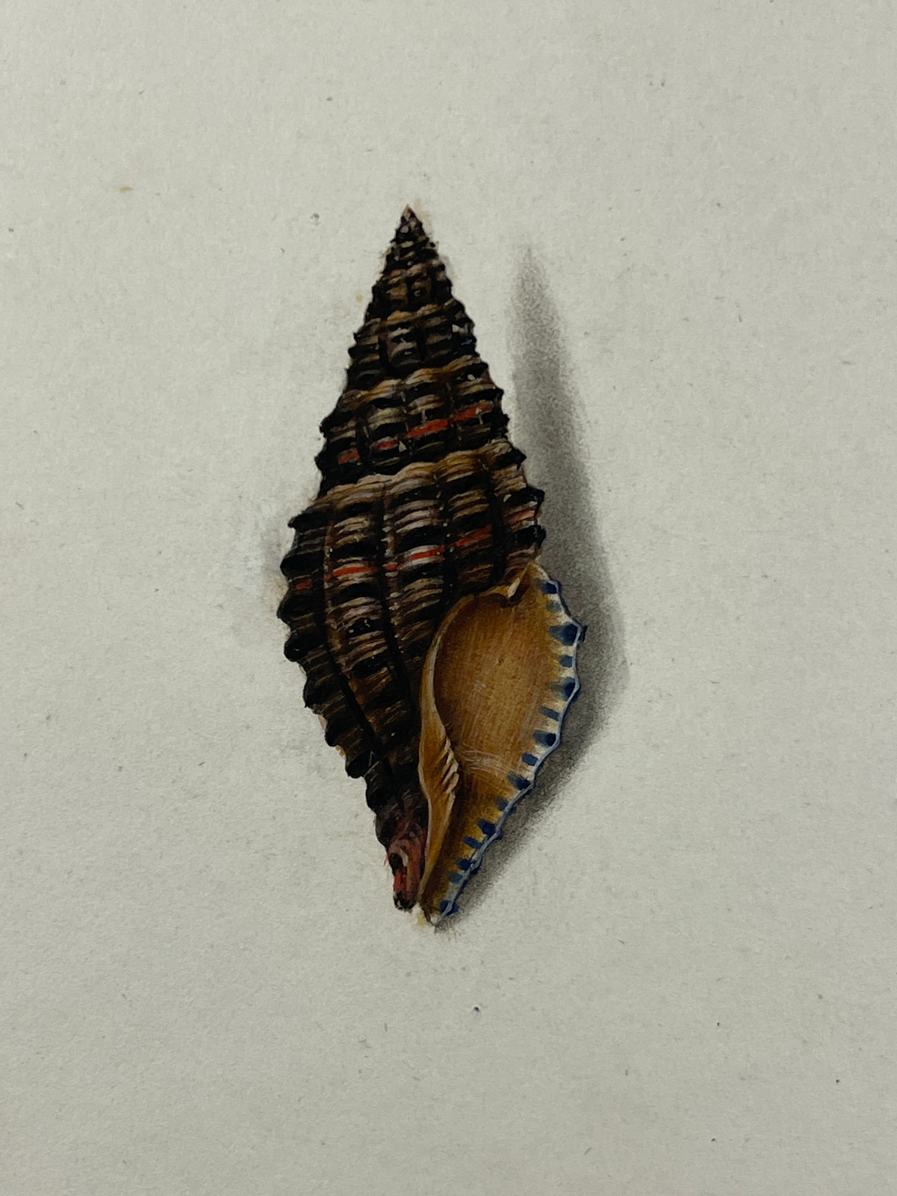 Thomas Martyn 1784 Original Prismatic Buccin Shell Print II - Found at Friendly Isles - Hand-Colored Tipped-In Engraving