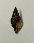 Thomas Martyn 1784 Original Prismatic Buccin Shell Print II - Found at Friendly Isles - Hand-Colored Tipped-In Engraving