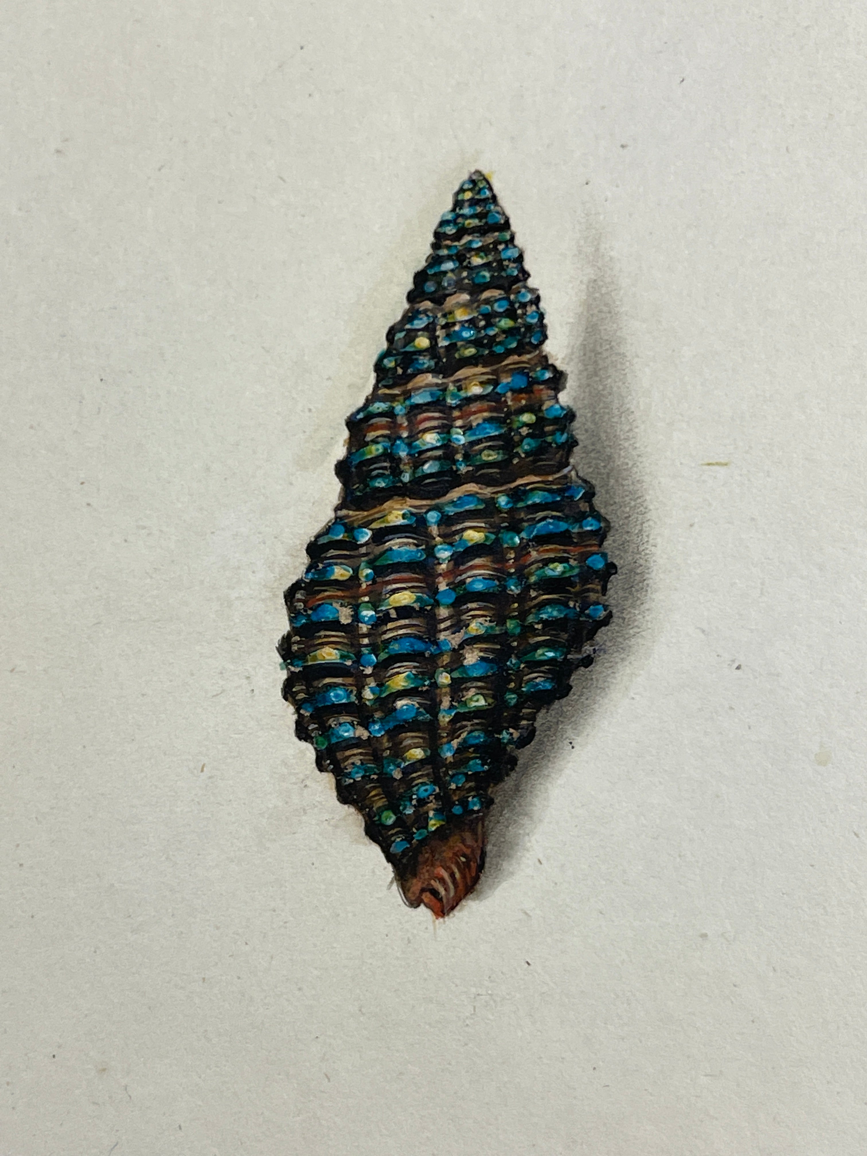 Thomas Martyn 1784 Original Prismatic Buccin Shell Print II - Found at Friendly Isles - Hand-Colored Tipped-In Engraving