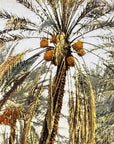 Lehnert & Landrock Antique Color Photogravure