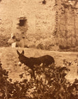 Lehnert & Landrock Antique Photogravure