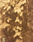 Lehnert & Landrock Antique Photogravure