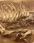 Lehnert & Landrock Antique Photogravure