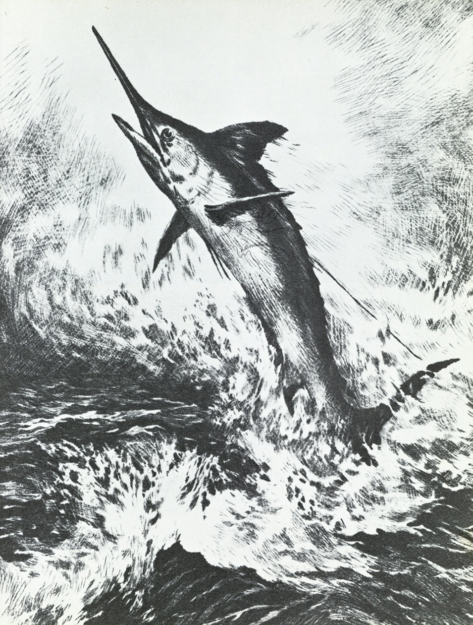 A Blue Marlin Breaks Water Vintage Fish Print - R.H. Palenske Etching  1972 at Adirondack Retro