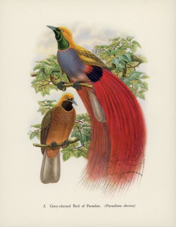 Grey-Chested Bird Of Paradise 1948 John Gould Tropical Bird Print at Adirondack Retro