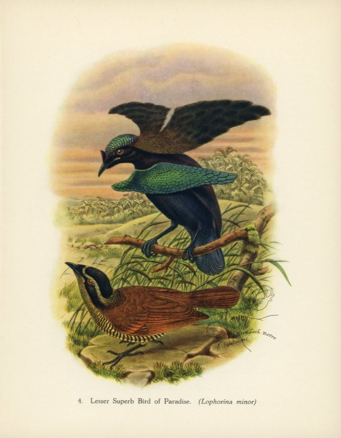 Lesser Superb Bird Of Paradise 1948 John Gould Tropical Bird Print at Adirondack Retro