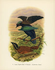 Lesser Superb Bird Of Paradise 1948 John Gould Tropical Bird Print at Adirondack Retro