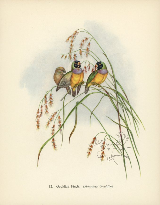 Gouldian Finch 1948 John Gould Tropical Bird Print at Adirondack Retro