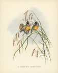 Gouldian Finch 1948 John Gould Tropical Bird Print at Adirondack Retro