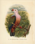 New Ireland Fruit Pigeon 1948 John Gould Tropical Bird Print at Adirondack Retro