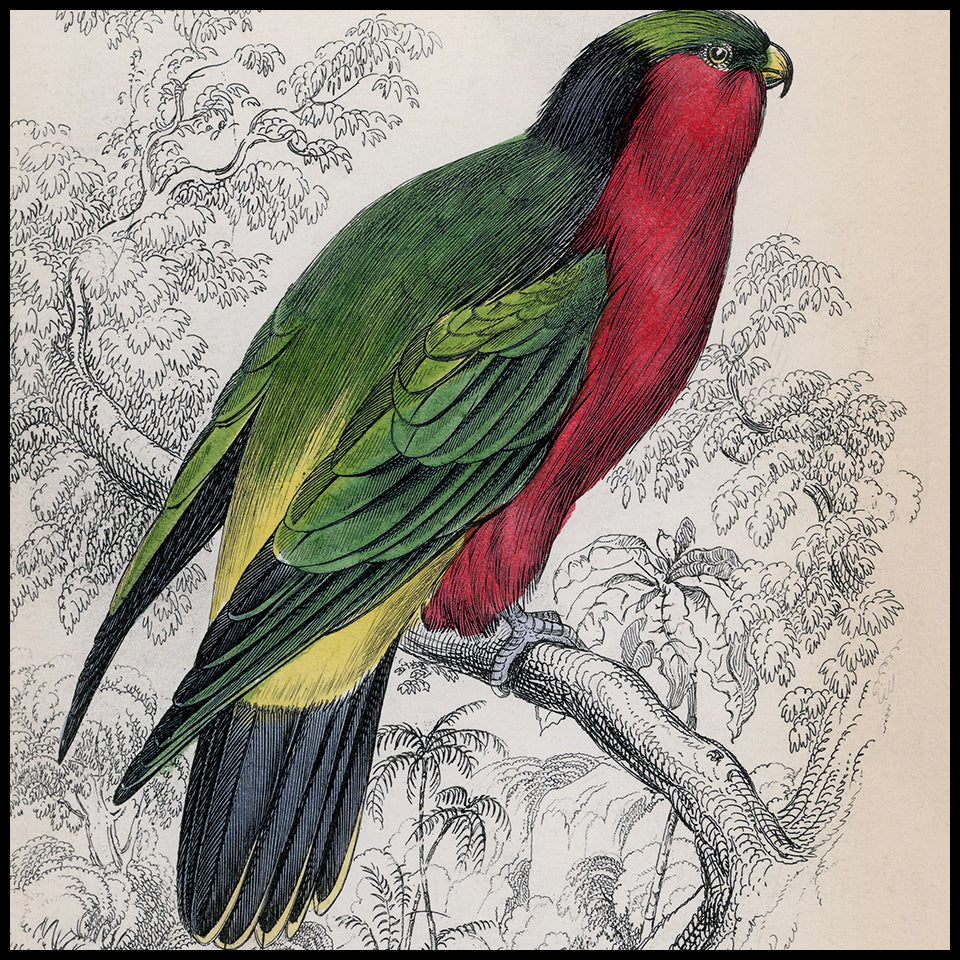 Antique Parrots & Cockatoo Prints at Adirondack Retro
