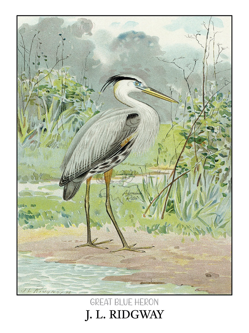 J. L. Ridgway Great Blue Heron Giclee Fine Art Print