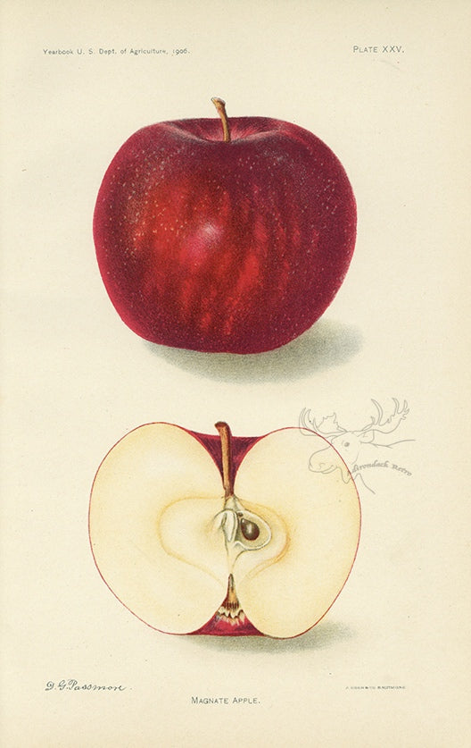 1906 Magnate Apple Antique USDA Fruit Print - D.G. Passmore at Adirondack Retro