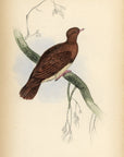 1835 Copper-Coloured Ground Dove Hand-Colored Engraving Jardine Lizars - Pigeons