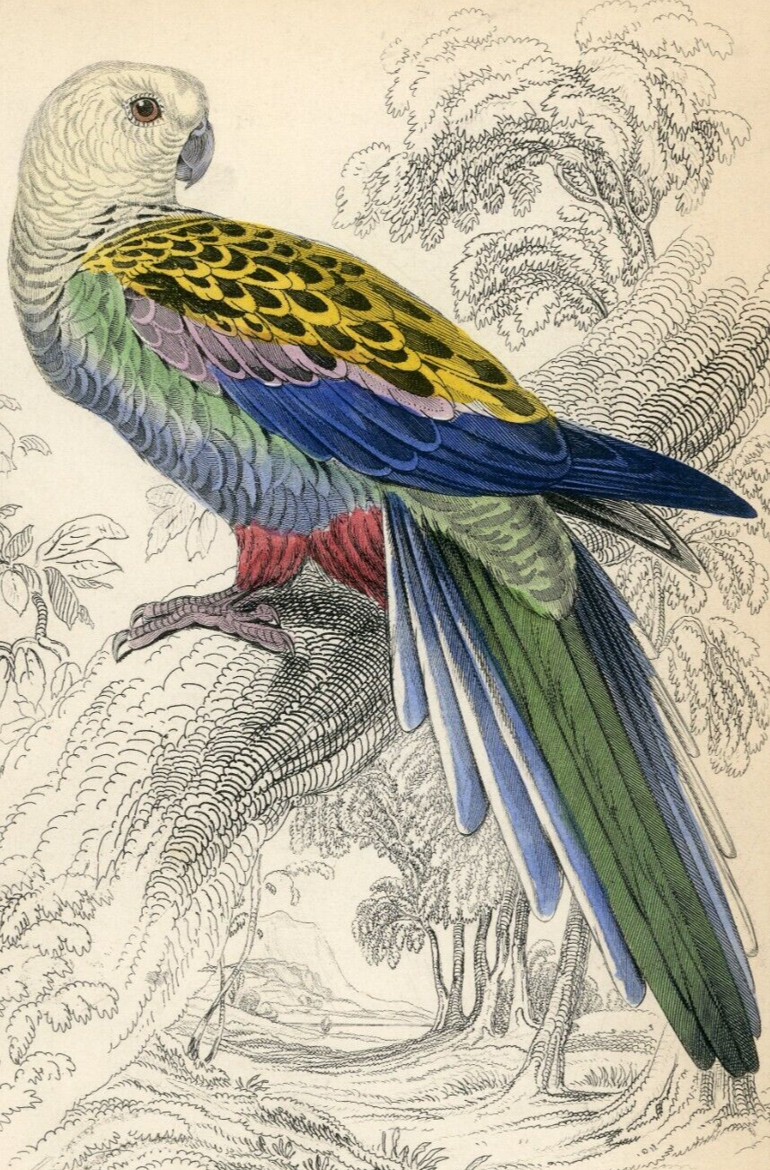 1836 Pale-Headed Broad-Tail Hand-Colored Engraving Jardine Lizars - Parrots