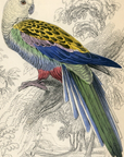 1836 Pale-Headed Broad-Tail Hand-Colored Engraving Jardine Lizars - Parrots