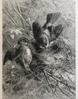 1893 Building Of The Nest Antique Magazine Wood Engraving, Bird Watcher