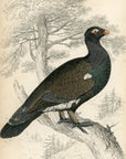 1834 Western Capercaillie Hand-Colored Engraving Jardine Lizars - Game Birds