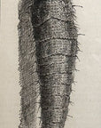 1893 The Bookworm (Aglossa Piguinalis) Magnified Antique Magazine Wood Engraving