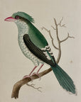1789 Chinese Roller Shaw & Nodder Hand Colored Copperplate Engraving