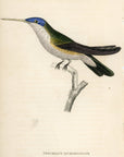 1833 Azure-Crowned Hummingbird Hand-Colored Steel Engraving Jardine Lizars