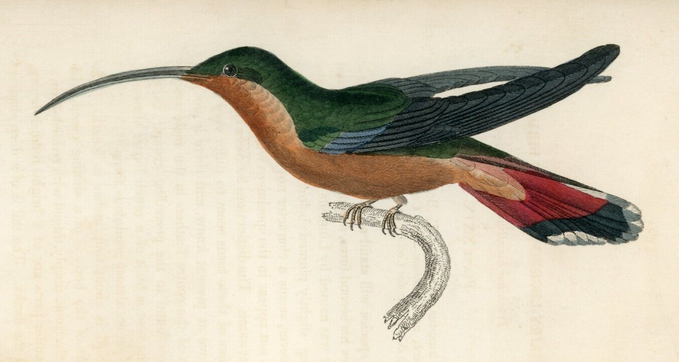 1833 Hairy-Legged Hummingbird Hand-Colored Engraving Jardine Lizars