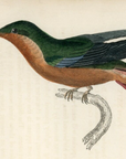 1833 Hairy-Legged Hummingbird Hand-Colored Engraving Jardine Lizars