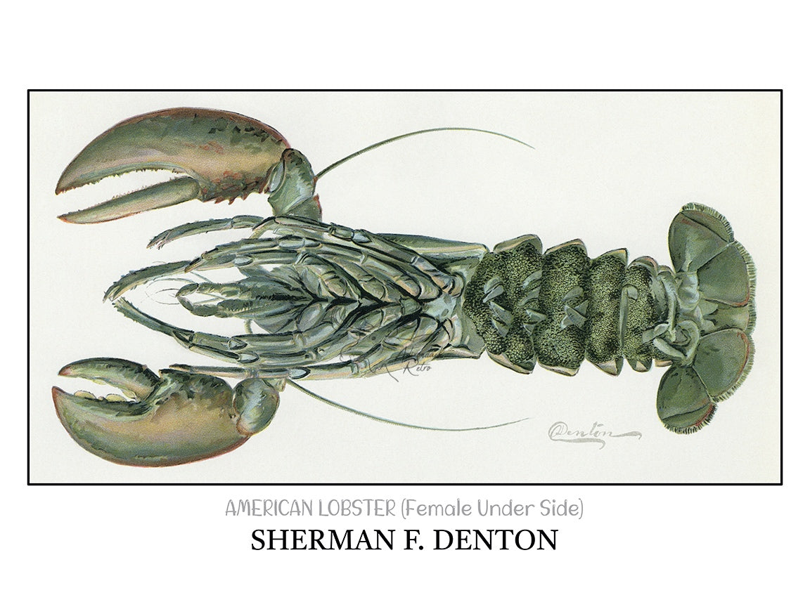 a drawing of a large crab with claws