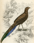 1834 Long-Tailed Polyplectron Hand-Colored Steel Engraving Jardine Lizars