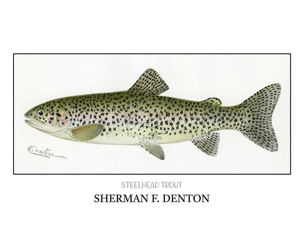 a drawing of a fish with spots on it