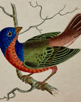1789 Painted Emberiza Shaw & Nodder Hand Colored Copperplate Engraving