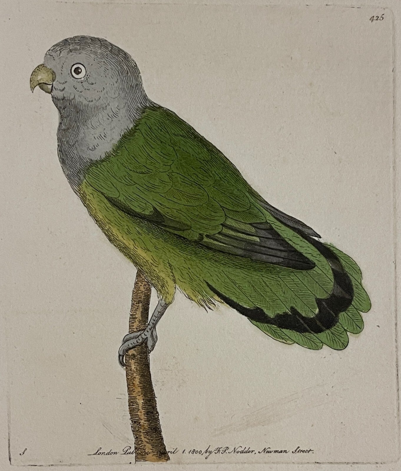 1789 Grey-Headed Parrakeet Parakeet Shaw & Nodder Hand Colored Copper Engraving