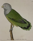 1789 Grey-Headed Parrakeet Parakeet Shaw & Nodder Hand Colored Copper Engraving
