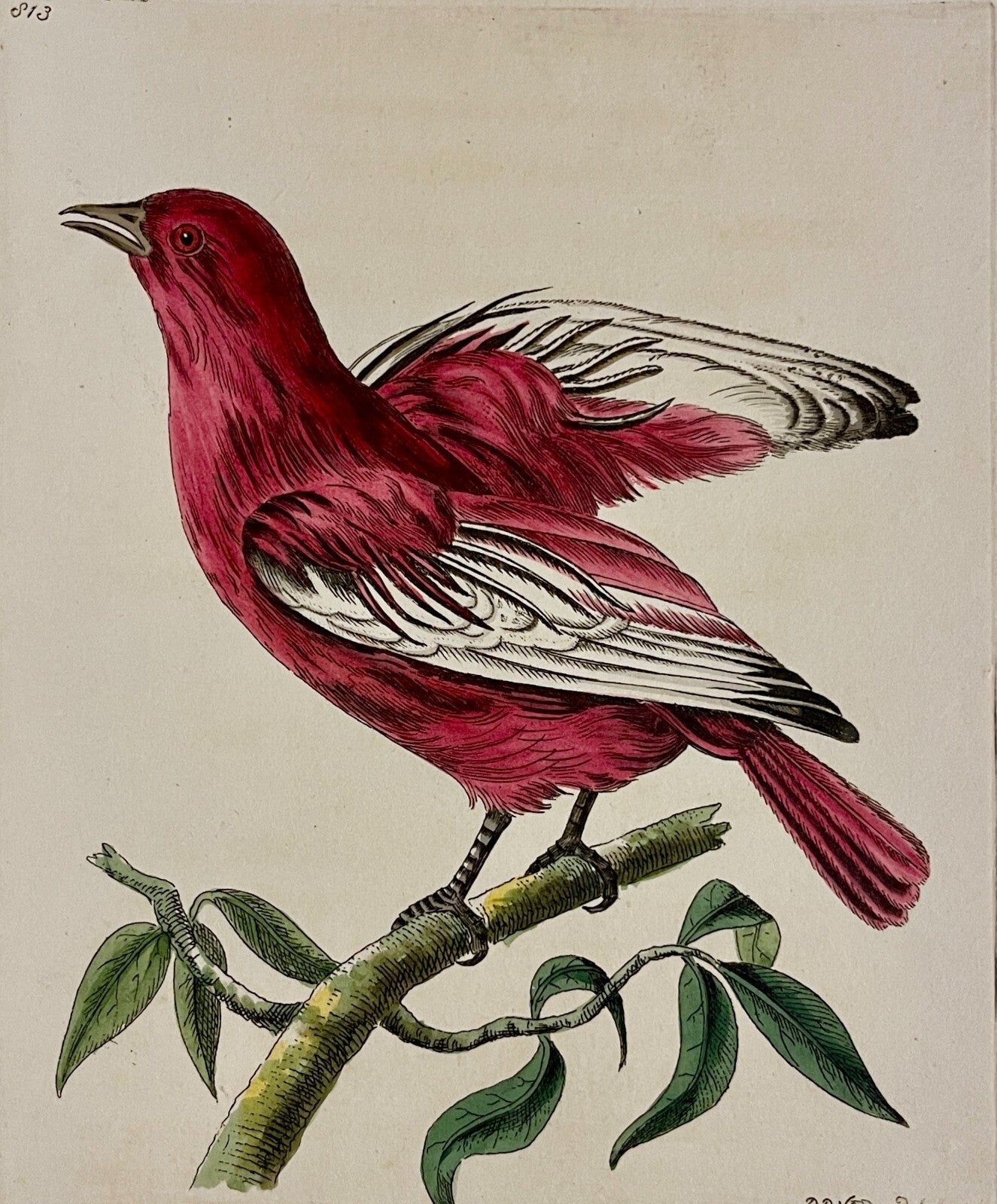 1789 Pompadour Chatterer Shaw & Nodder Hand Colored Copperplate Engraving