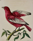 1789 Pompadour Chatterer Shaw & Nodder Hand Colored Copperplate Engraving