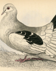 1835 Broad or Fan-Tailed Shaker Hand-Colored Engraving Jardine Lizars - Pigeons
