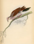1835 White-Bellied Ground Dove Hand-Colored Engraving Jardine Lizars - Pigeons
